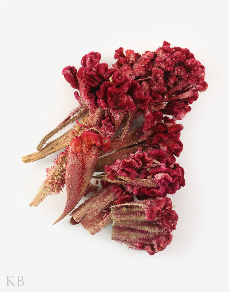 Dried Cockscomb Flower (Mawal) - KashmirBox.com