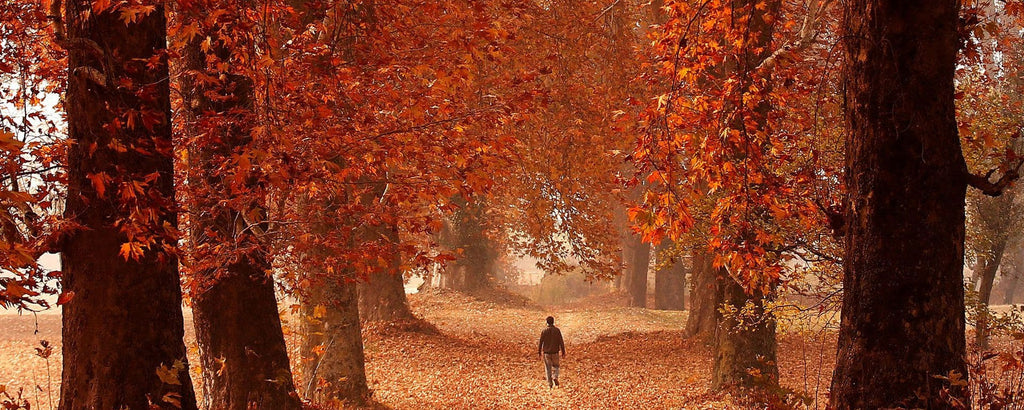 Autumn Essentials - The Kashmiri Way