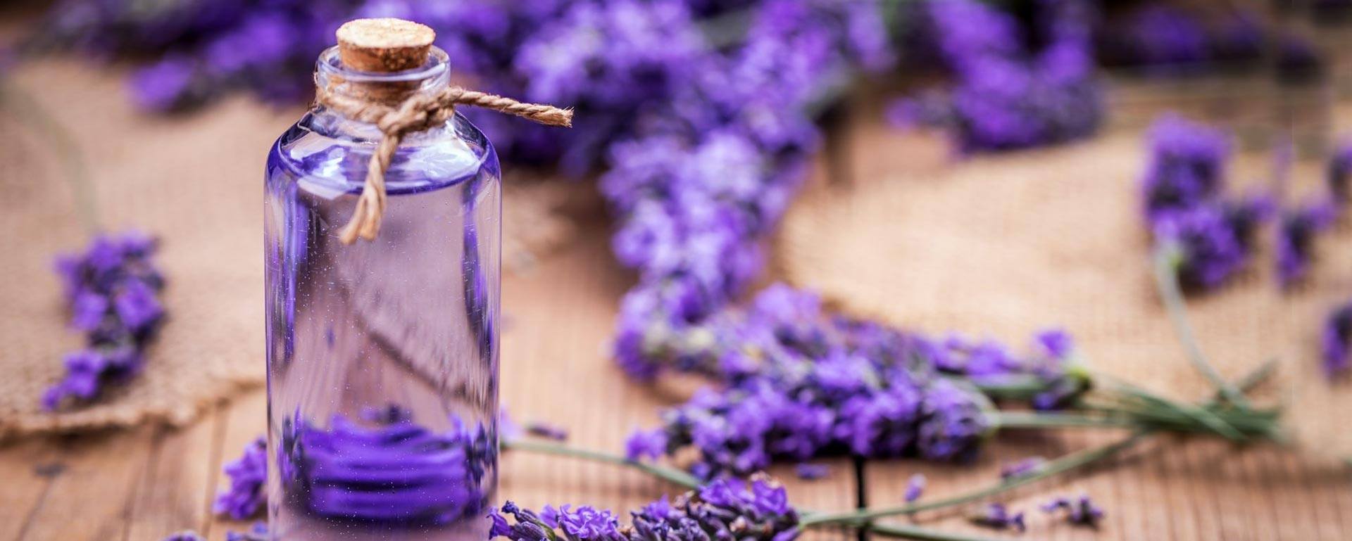 The Kashmiri Lavender Essential Oil Benefits, Uses and More