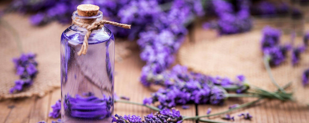The Kashmiri Lavender Essential Oil - Benefits, Uses and More