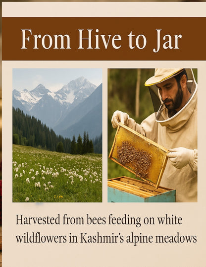 Koshur -  Original Acacia Honey | Shehad |100% Pure Organic Superfood | Unpasteurized | Mono-Floral White Honey | Natural Sweetener | No Sugar Added