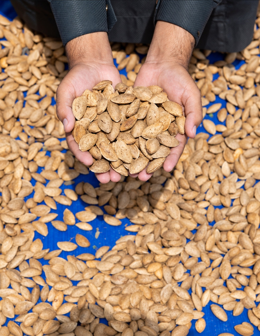 Koshur - Premium Single Tree Kashmiri Almonds | Mamra Badaam Giri  | Protein Rich | High in Natural Oils | Nuts &amp; Dry Fruits